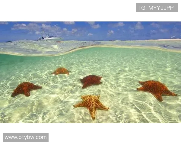 布莱克尼的奇幻之旅探索未知世界的神秘与美丽